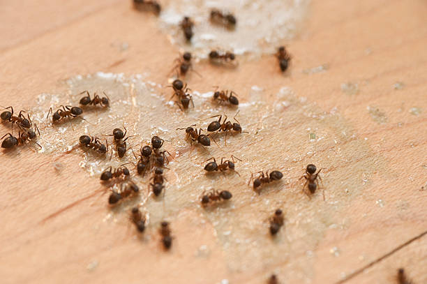 Best Local Pest Control Services  in Rockford, MN