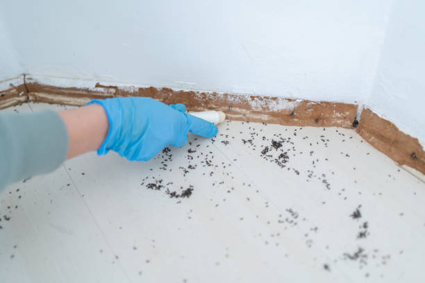 Best Insect Control  in Rockford, MN